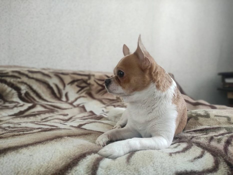 Вязка чихуахуа мальчик