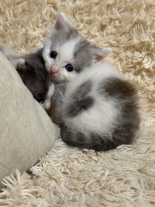 Отдаем котят в хорошие руки