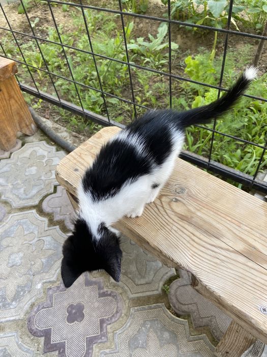 Отдам котенка в добрые руки