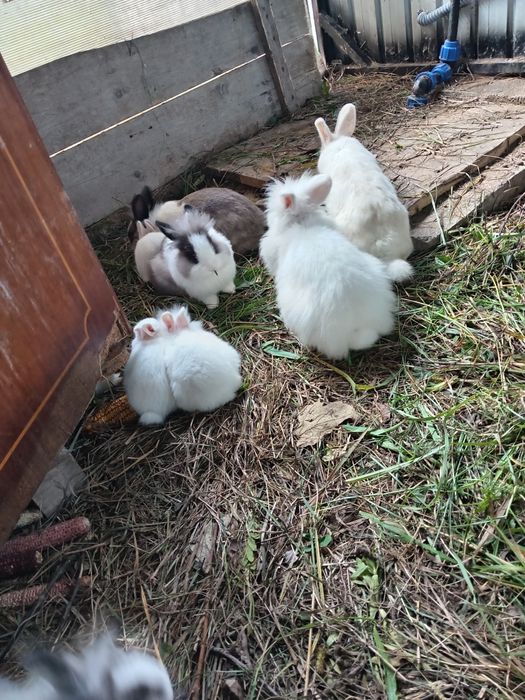 Iepuras de companie Cap de Leu pitic