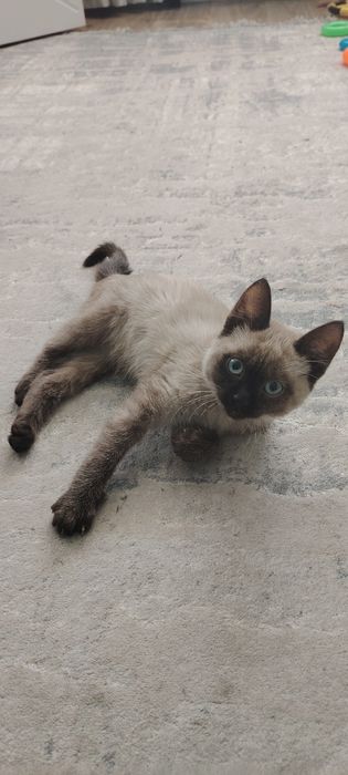 Отдадим в добрые руки.