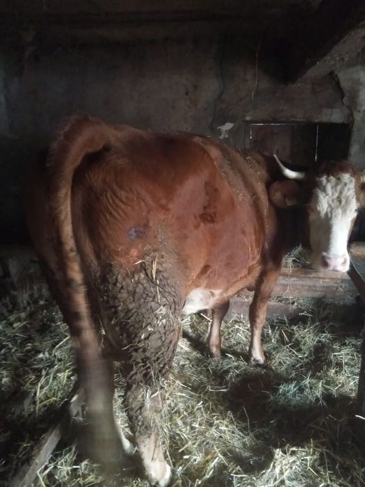 Vând vacă de 6 ani