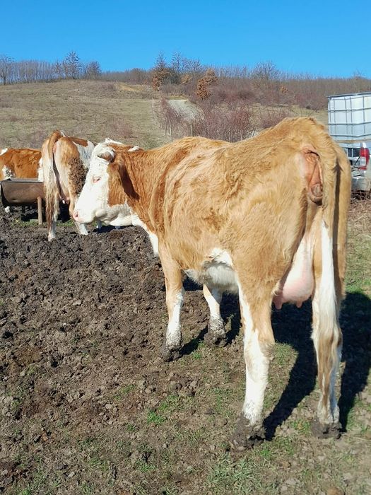 Vand doua juninci gestante