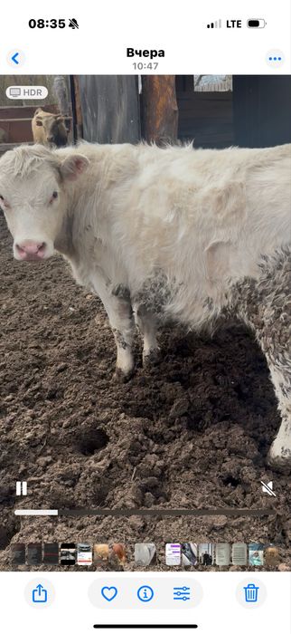 Продам жирных телок с откорма