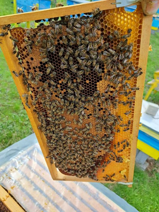 Пчелни отводки и пчелни рамки със запечатано пило и пчели