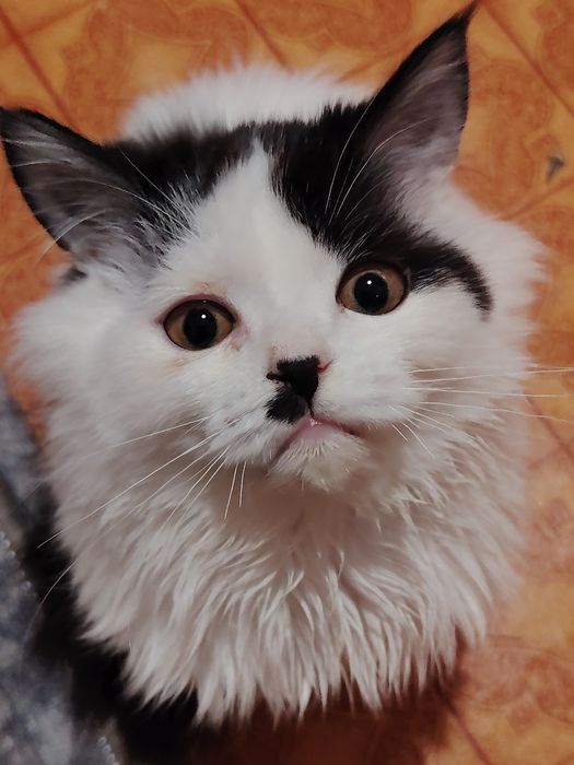 Белый пушистый шотландец мальчик