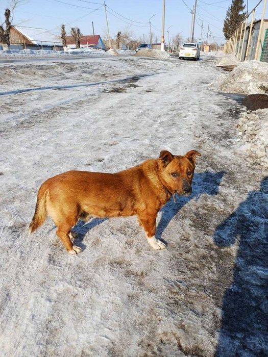 Чей пес? Хозяин, забери!