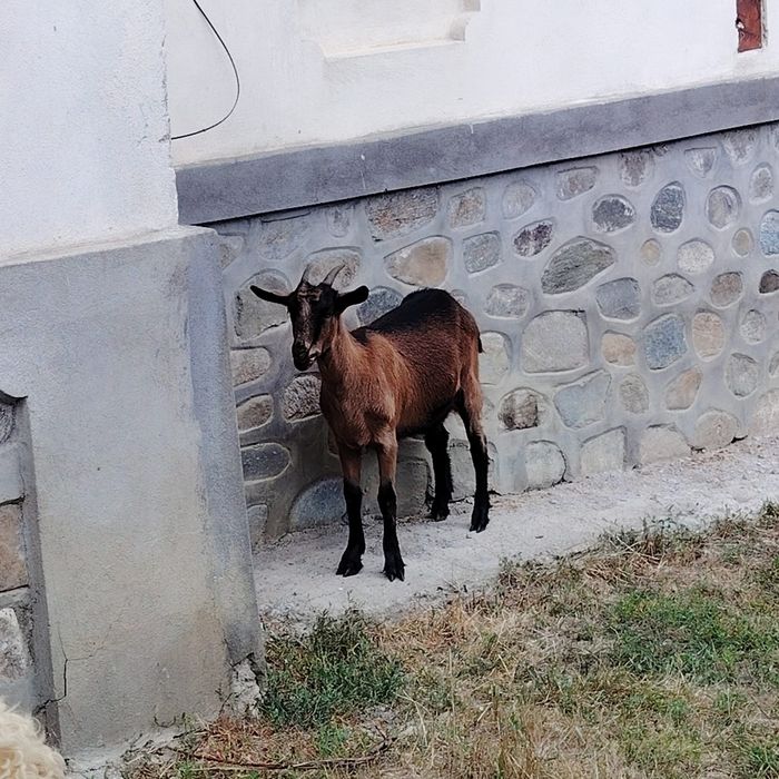 Capre de vânzare