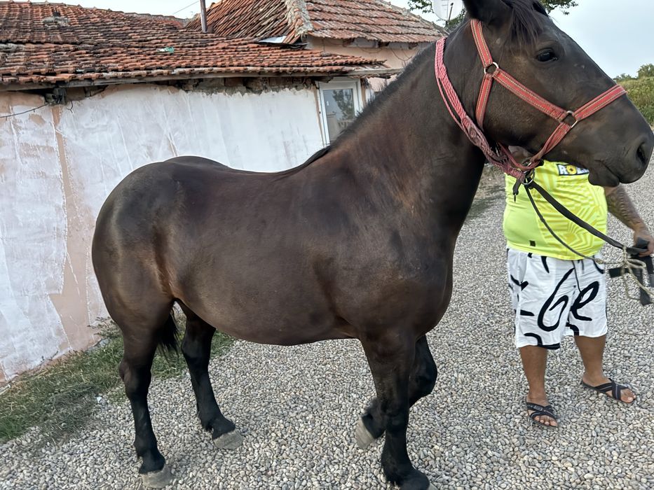 Vand o manza de 3 anif forte cuminte