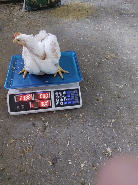 Бройлер балапандары