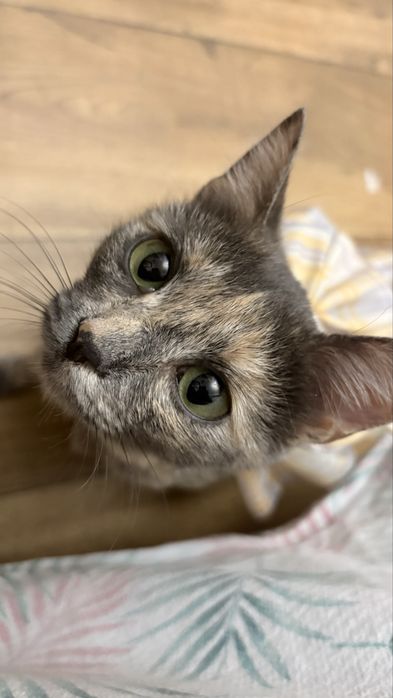 Котенок девочка срочно ищет дом!
