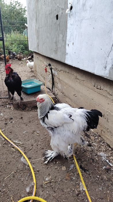 Vând cocos brahma heminat alb și Marans  negru.