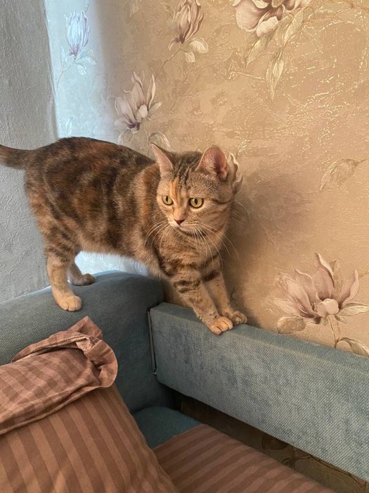 Кошечка ищет дом