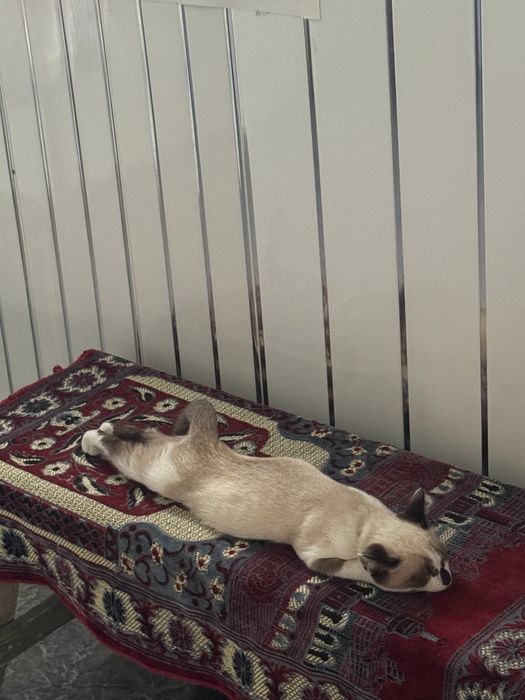 Котенок сиамский мальчики 6 мес в добрые руки!
