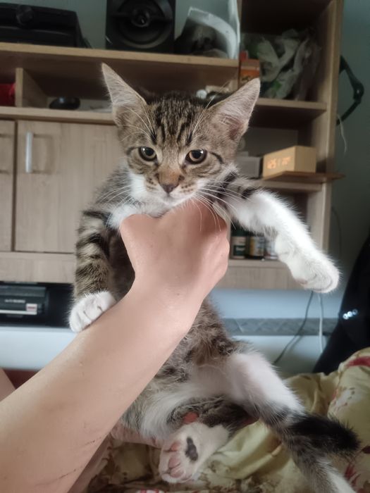 Donatie  pui de pisica