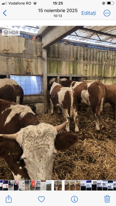 Vand taurasi de sacrificat si de monta