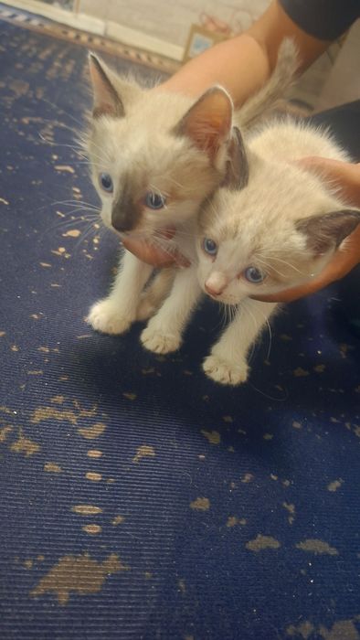 Отдам котят мальчик и девочка