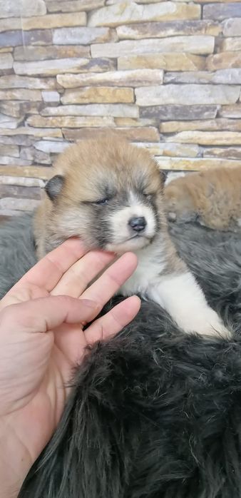 Akita Inu cu pedigree