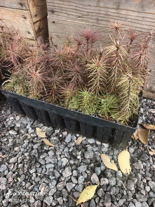 Рассада Сосны не дорого