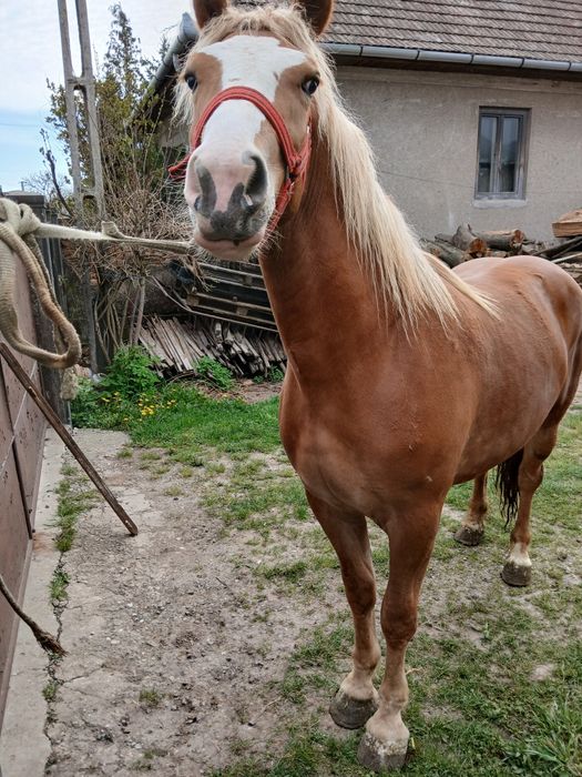 Manza tânără de 18 luni