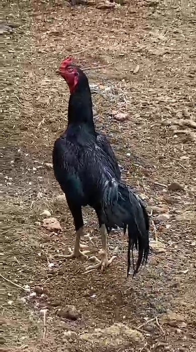 Дакан тулак на продаже