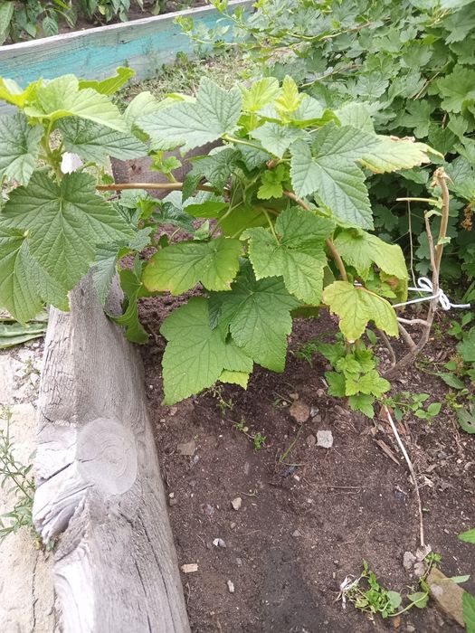 Продам саженцы чёрной смородины.