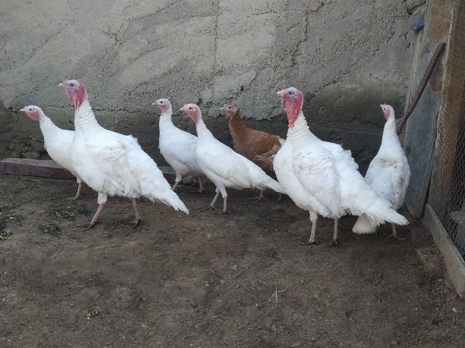 izrail zotli oq kurka tuxumlari zakaz olamiz