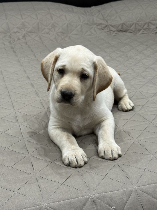 Чистокръвни Лабрадор Ретривар: