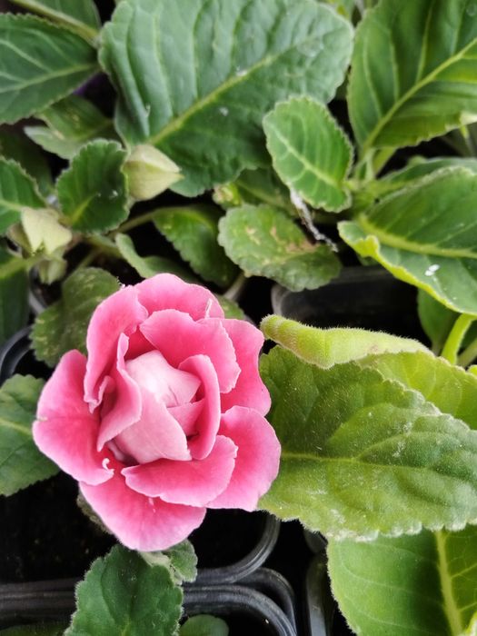 Продам комнатные цветы