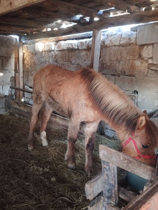 Продажа животноие