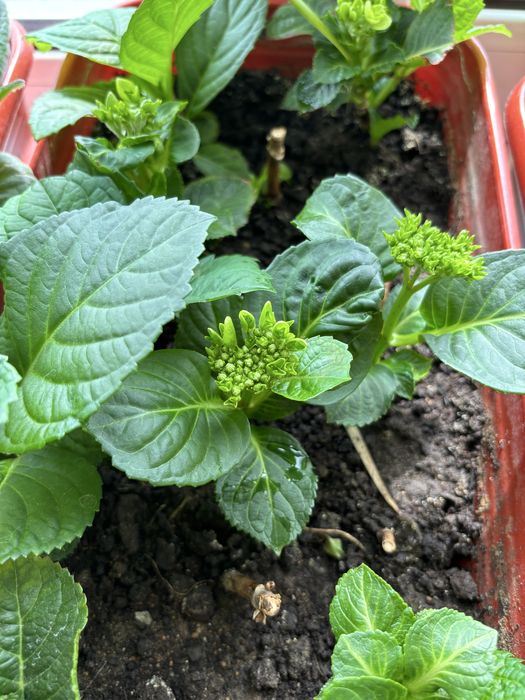 Продам гортензию