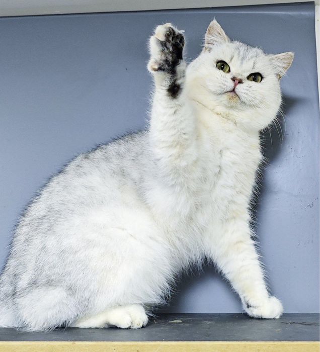 Vyzka uchun soglom mushuk