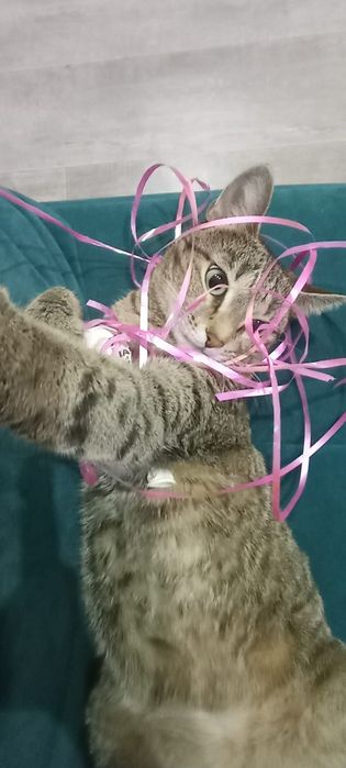 Отдам кошечку в добрые руки