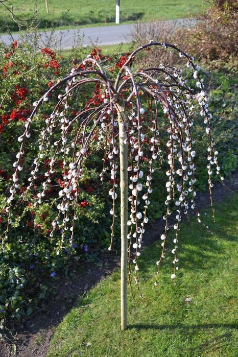 Плачеща върба (Salix caprea 'Kilmarnock')