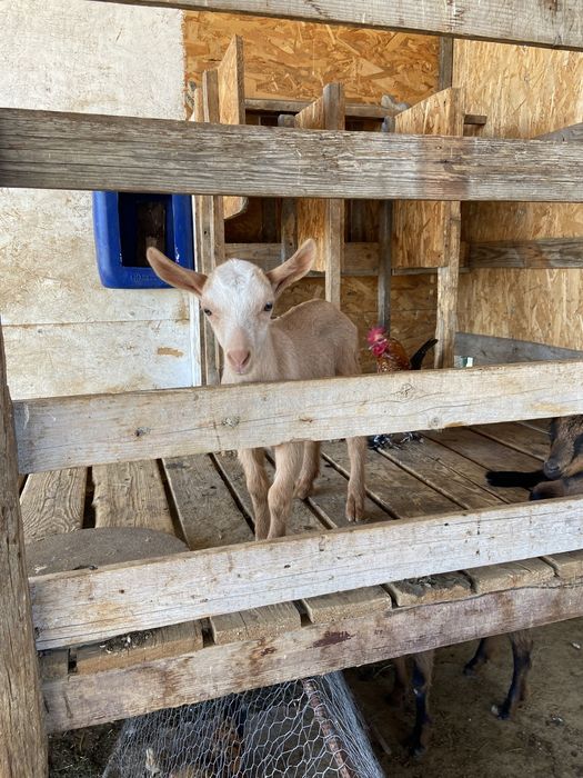 Iezi alpin francez si saneen