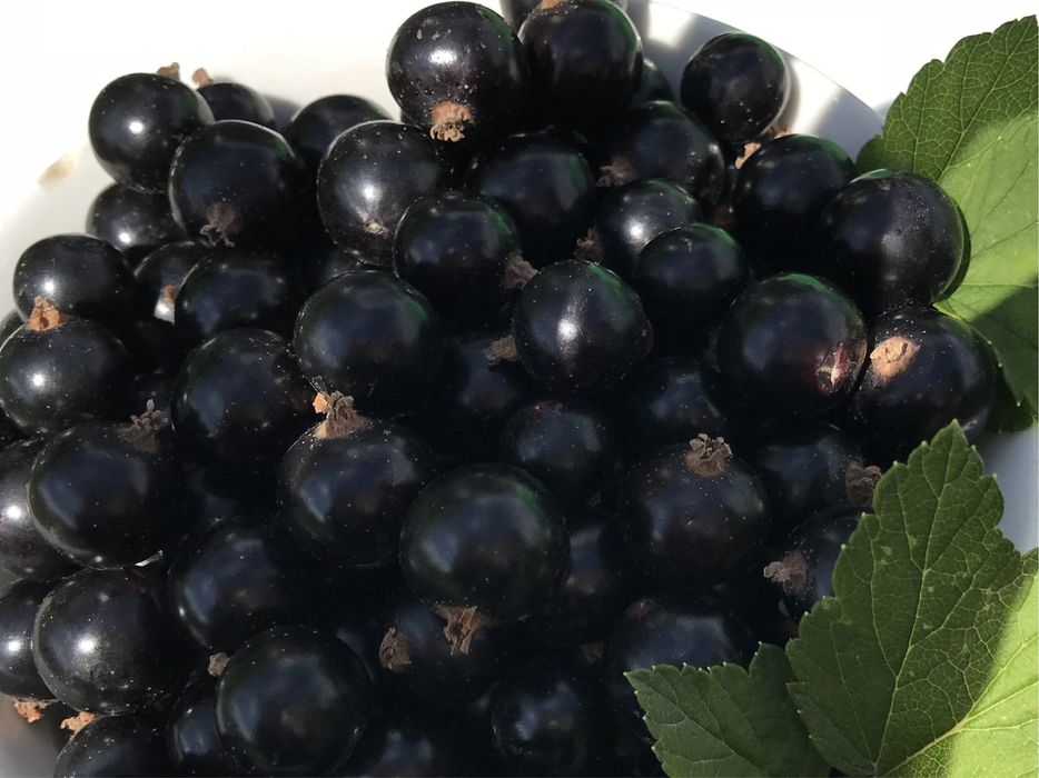 Смородина с сахаром