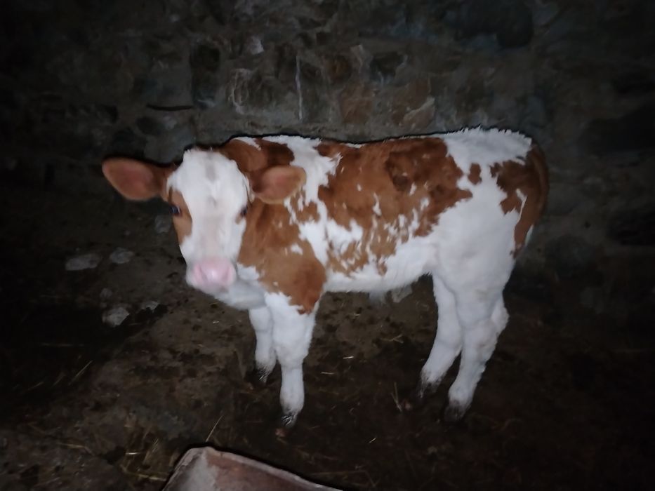 Semental buqqacha sotiladi