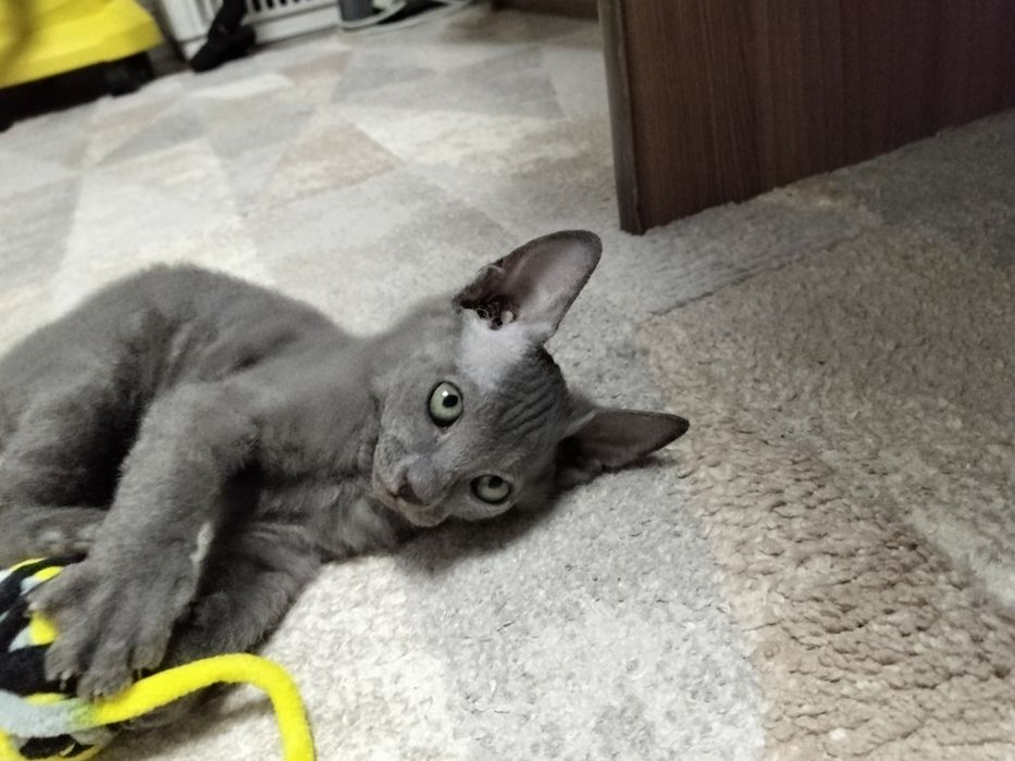 Отдам кошку сфинкс