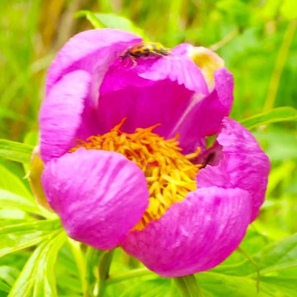 Клематисы разные подрощенные