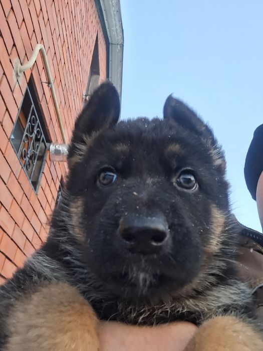 Продам щенков немецкой овчарки