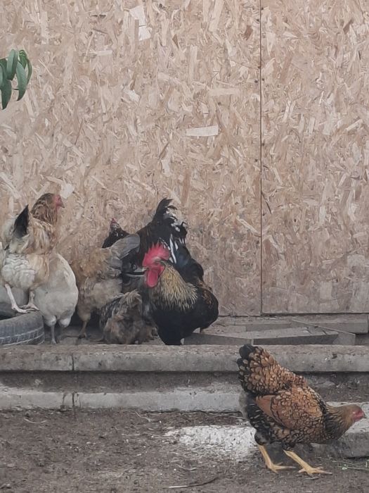 Cocoși, gaini si pui