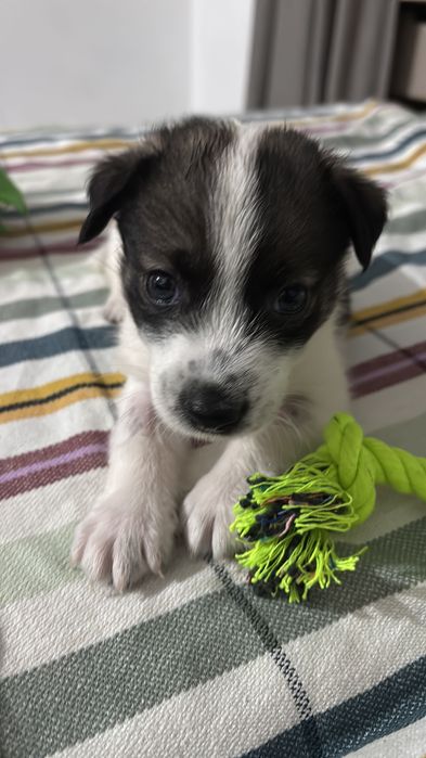 Собачка Рокки 1.5 месяца