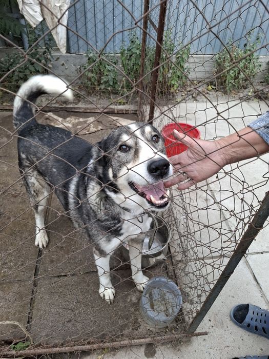 Отдам в добрые руки Лайку