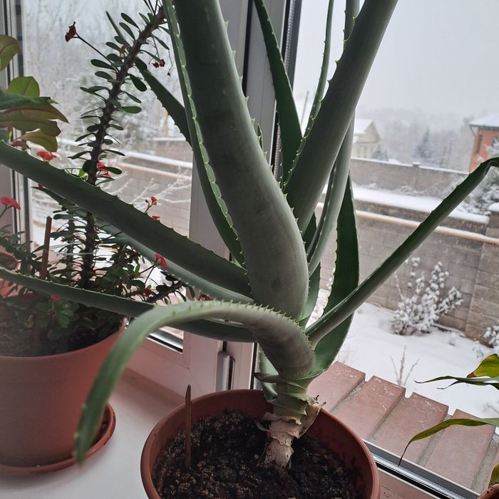 Замиокулькас, фикус,алоэ