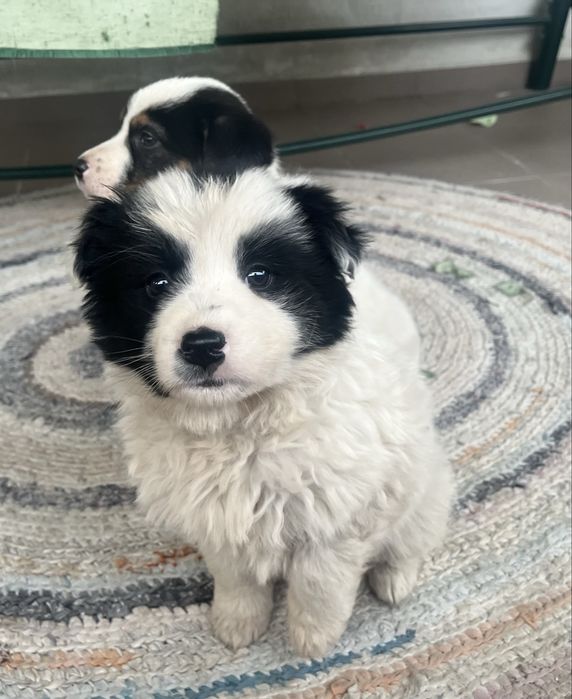 donație doi cățeluși adorabili