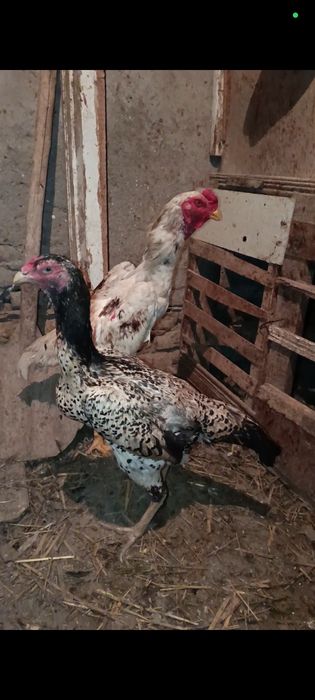 Карео макони тухумда сотилади