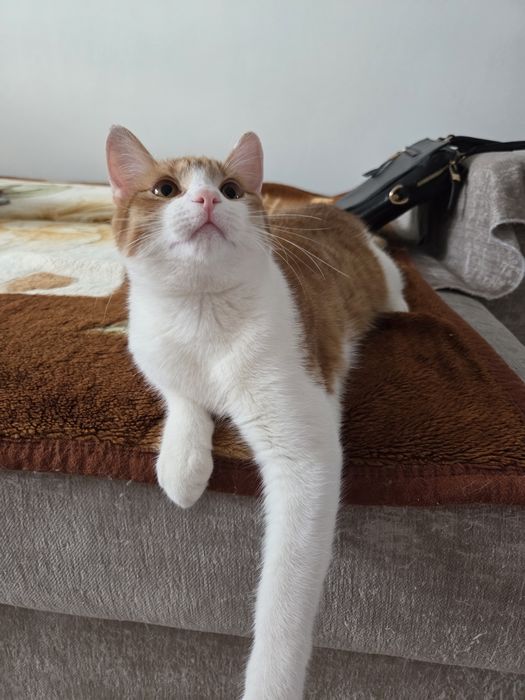 Отдам в добрые руки кота 8,9 мес.