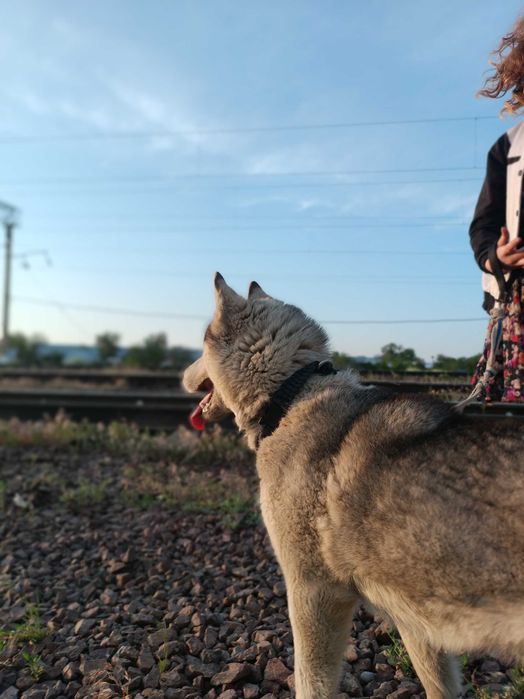 Отдаём сибирскую хаски