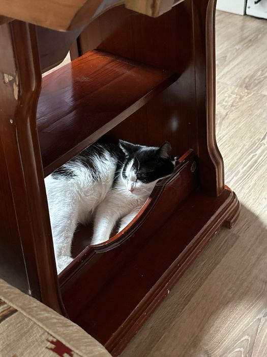 Отдам котика Пашу