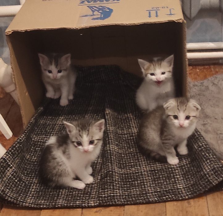 Котята к хорошие руки